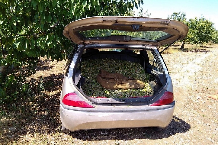 Rubano 5 tonnellate della pregiata mandorla di Avola: tre denunciati