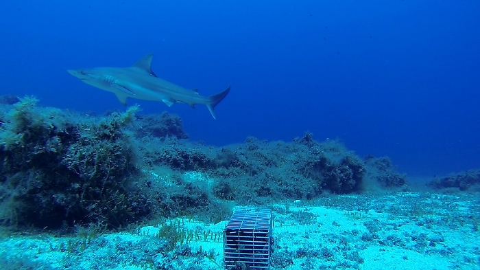 Gli squali grigi di Lampione a rischio estinzione
