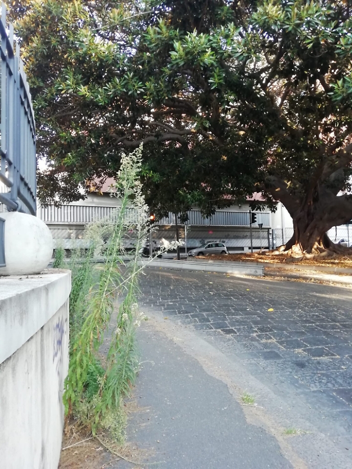 Catania, erbacce crescono indisturbate sul marciapiede in via A. Longo