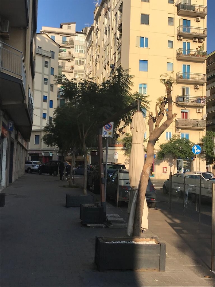Catania: "L'unico albero potato in piazza Galatea… strano"