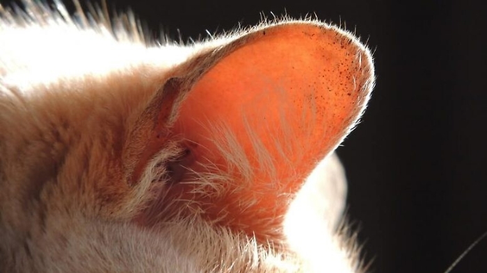 Diede un calcio ad un gatto, Tribunale lo condanna a 10 mila euro di multa