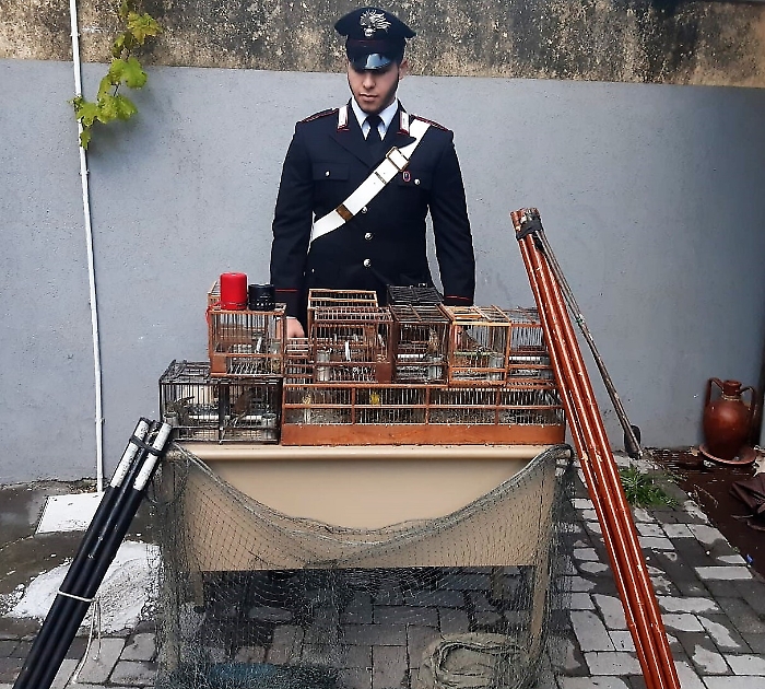 Catturavano cardellini nel Catanese per rivenderli al mercato nero: arrestati
