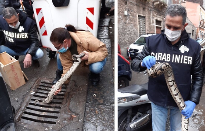 Pitone incastrato nelle grate di un tombino in centro storico a Catania