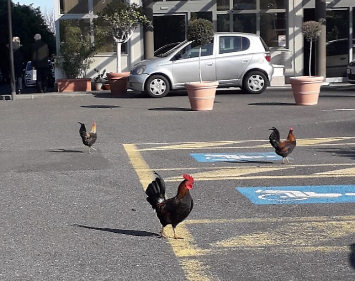 Catania, galli e galline in fuga... all’ospedale Cannizzaro