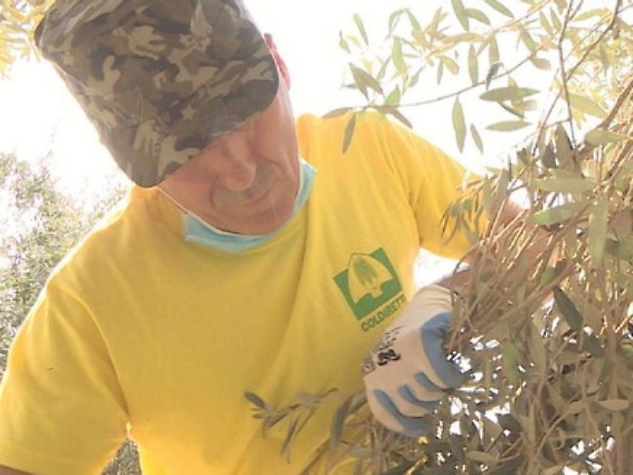 Annata nera per l&rsquo;olio, calo del 22%: prima spremitura a Chiaramonte Gulfi