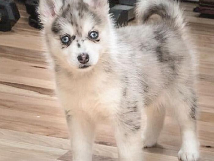Il Pomsky un peluche vivo incrocio tra Husky e Pomerania
