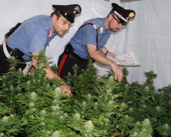 Pedara, coltivavano canapa indiana a casa: in tre ai domiciliari