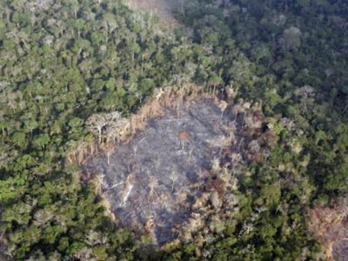 Imprese e deforestazione, c'&egrave; ancora da lavorare