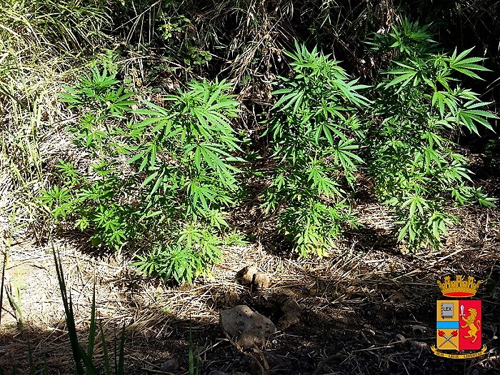 Alcamo,m gestivano grosse piantagioni di marijuana: 11 arresti