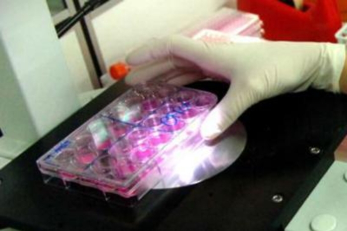 Ricerca: creati primi embrioni chimera pecora-uomo