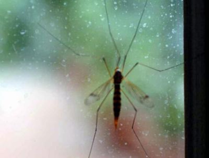 Agrigento, al via la disinfestazione