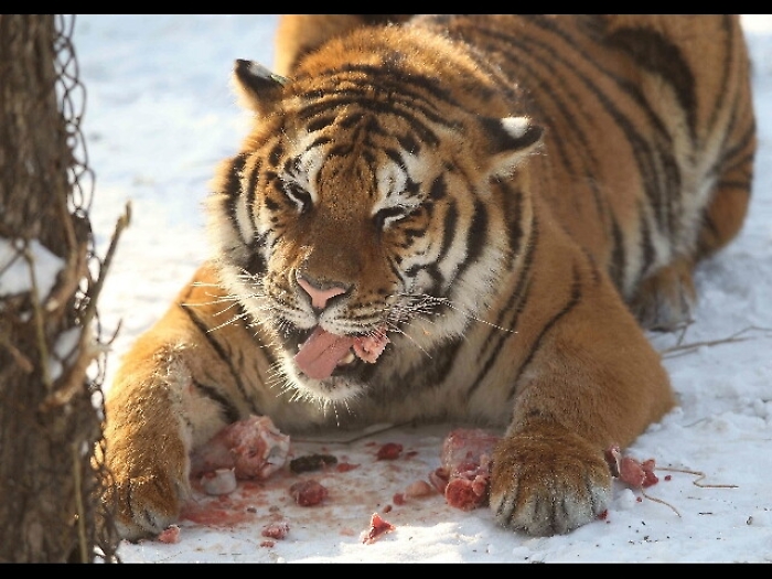 Gb: due tigri morte in scontro allo zoo