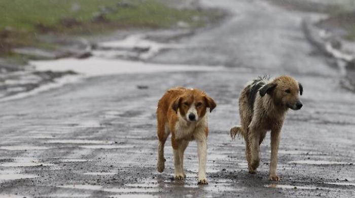 Aggredita da un cane randagio a Noicattaro: bimba di 6 anni in rianimazione 