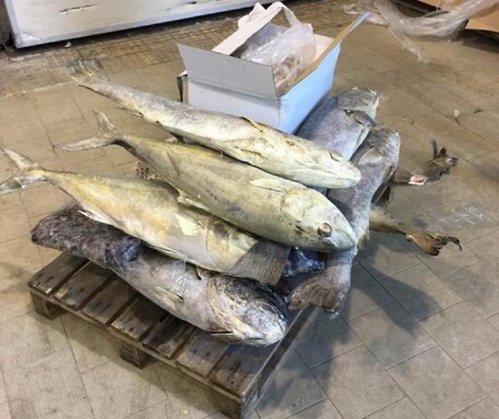 Oltre 250 chili di pesce sequestrati a Mazara del Vallo