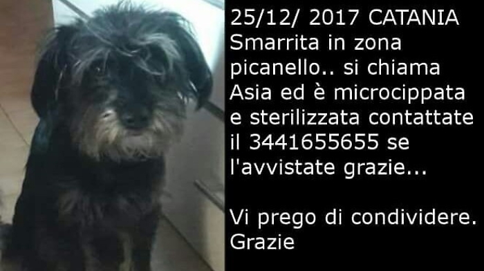 Catania, Sos per rintracciare la cagnolina Asia: &egrave; stata smarrita a Picanello