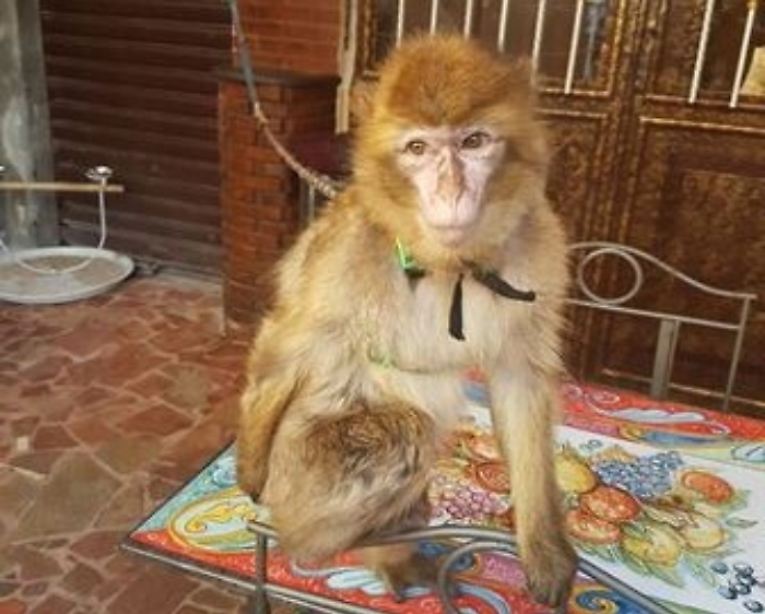 Catania, ritrovata la scimmia rubata da una villa: era a casa di un pregiudicato
