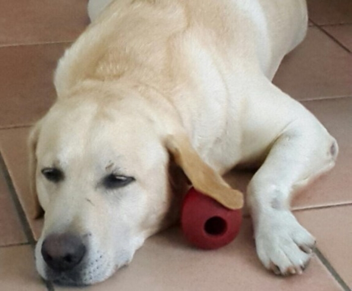 Cane da adottare: &egrave; rimasto senza padrona