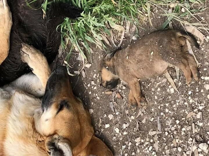 Sciacca: caccia all'avvelenatore di cani forse ripreso da una telecamera