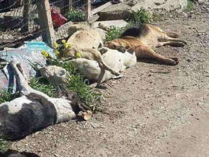 Sciacca, cani uccisi da potente insetticida. Perquisizioni e nessun indagato