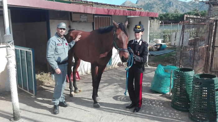 A cavallo contro un palo, multato il fantino spericolato di Palermo