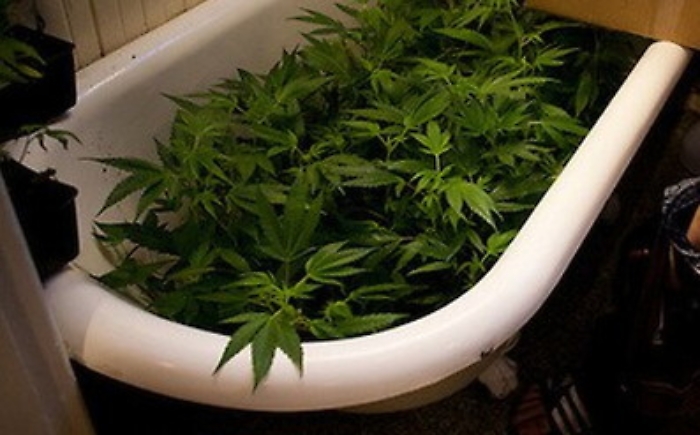 Balestrate, coltivavano piante di cannabis nella vasca da bagno