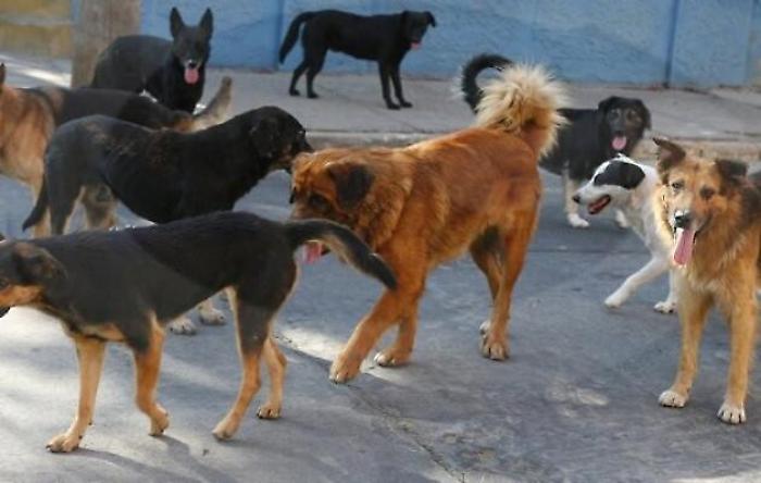 branco di cani, foto d'archivio