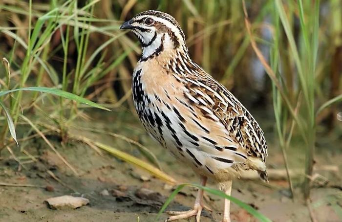 Apparecchi per riprodurre verso delle quaglie: sequestrati da Guardie Forestali