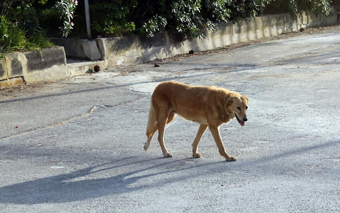 Bagheria, un cane azzanna bambina al volto: la piccola ora &egrave; in ospedale 