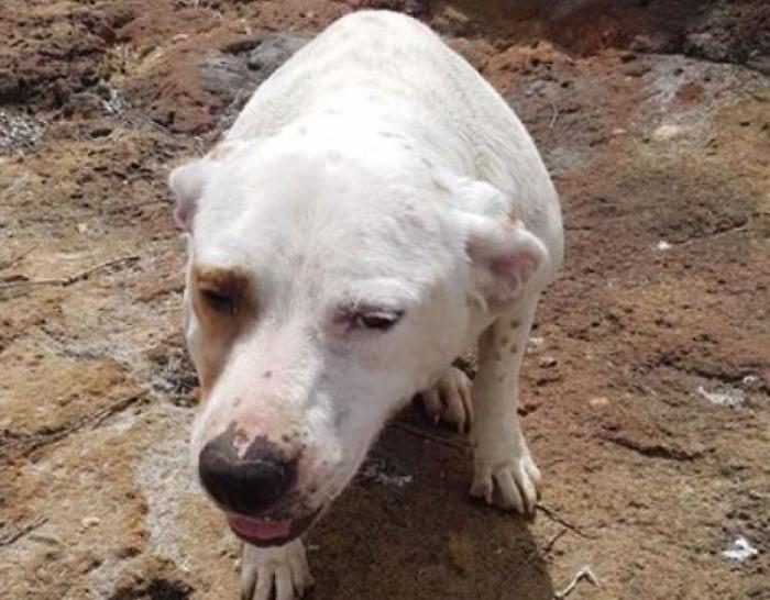 Cane in mare con una pietra al collo,ministero si costituir&agrave; parte civile