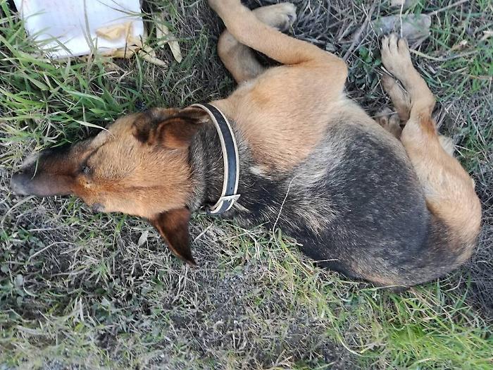 Serradifalco: la silenziosa strage dei randagi