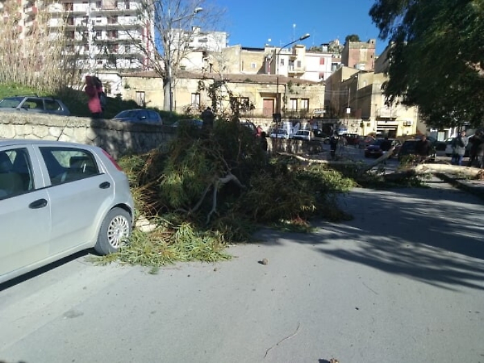 Casteltermini,  cade un ramo di un eucaliptus, rischiata la tragedia
