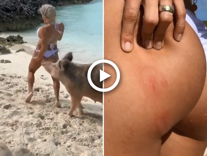 Maiale morde il sedere di una modella durante servizio fotografico