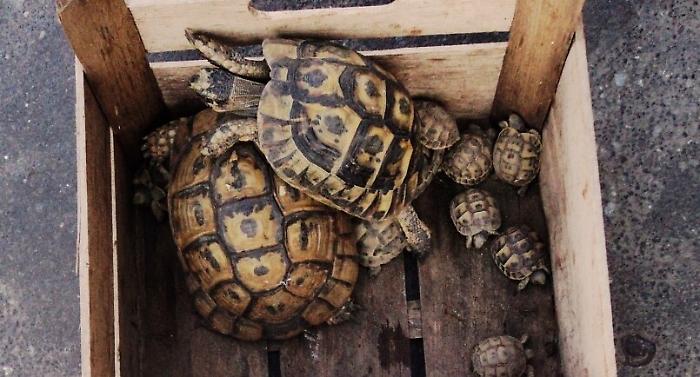 Tartarughe, generico