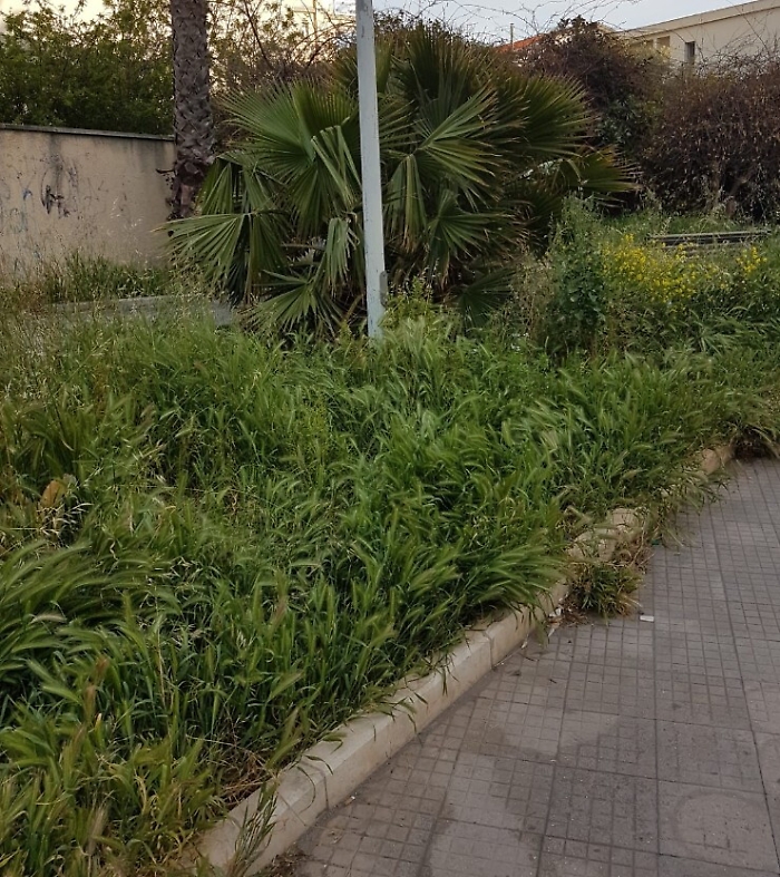 Siracusa, aiuola in stato di abbandono.