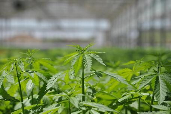 A Ragusa oli e distillati da canapa industriale nello stabilimento pi&ugrave; grande d'Italia