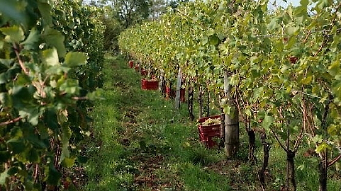 Turismo, Sicilia tra le terre del vino preferite