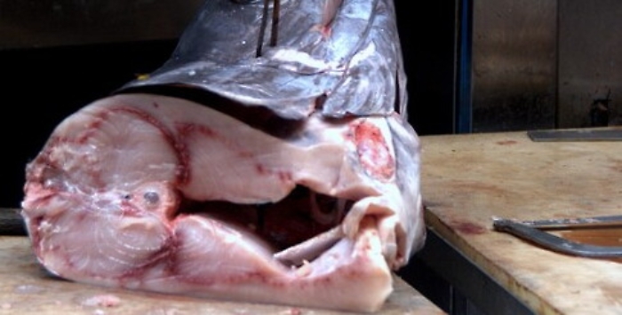 Intossicazione da tonno, giro di vite a Palermo: sequestrati 350 kg di pesce