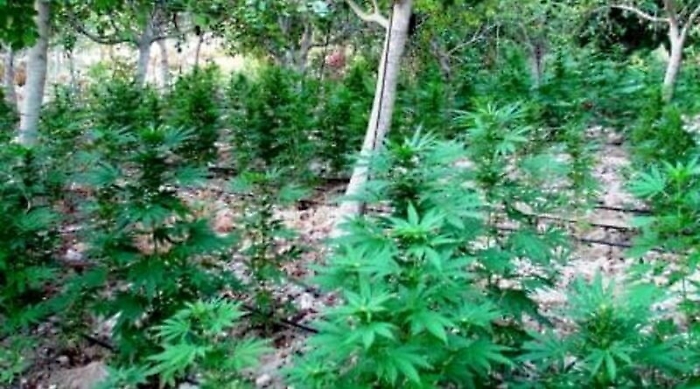 Paceco, scoperte due piantagioni di marijuana: 4 arresti