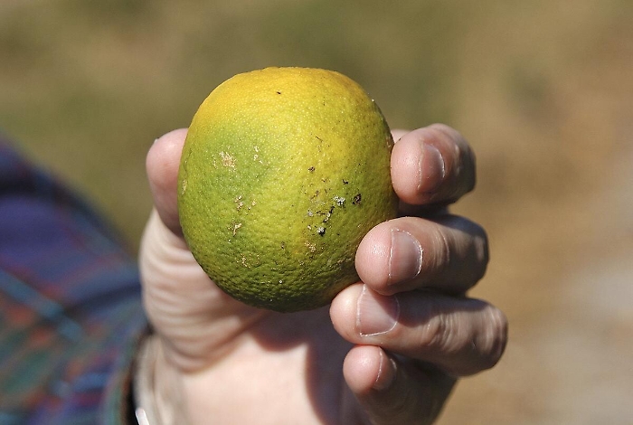 Nono solo Tristeza, ecco Hlb: il nuovo "pericolo giallo" per gli agrumi di Sicilia