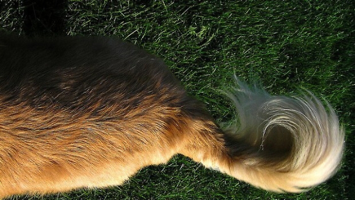 Cane reagisce a coda pestata, sentenza da rivedere a Castelvetrano