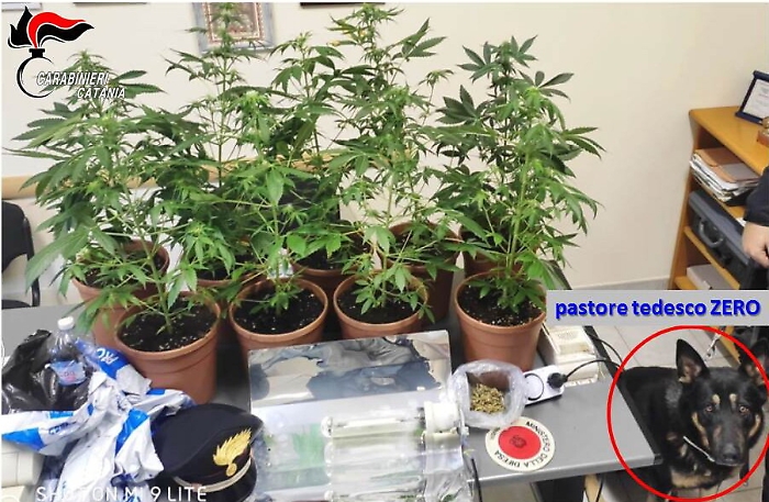 Mascali, maestro di arti marziali coltivava cannabis: arrestato