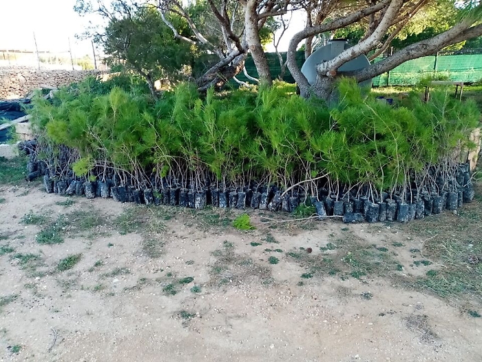 Lampedusa, un albero per ogni abitante dell'isola