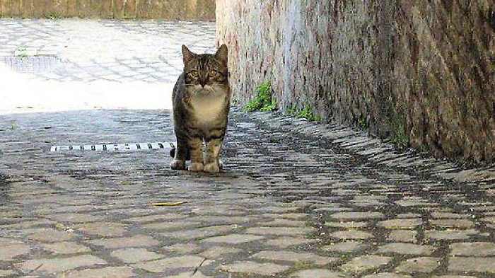 Catania, investe e uccide un gatto: denunciata automobilista