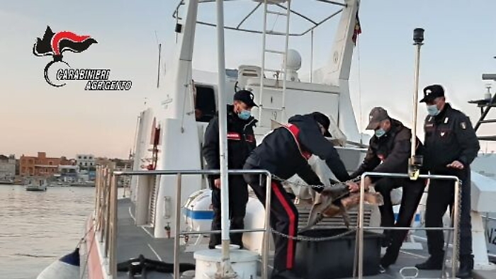 Linosa, motovedetta dei carabinieri salva un esemplare di Caretta caretta