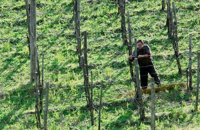 Pesticidi, la Ue prepara il giro di vite sul verderame