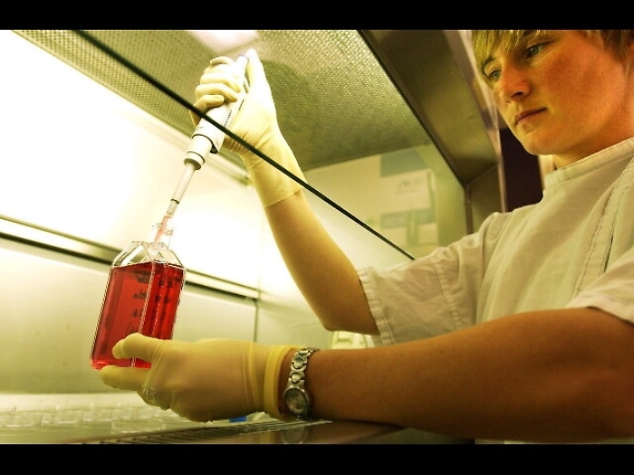 Usa, creato embrione ibrido pecora-uomo