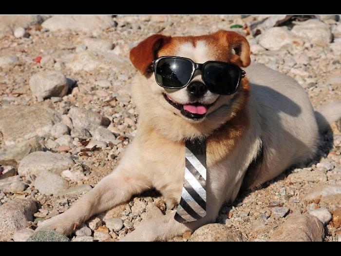 Sky Uno Loves Animals, canale dedicato