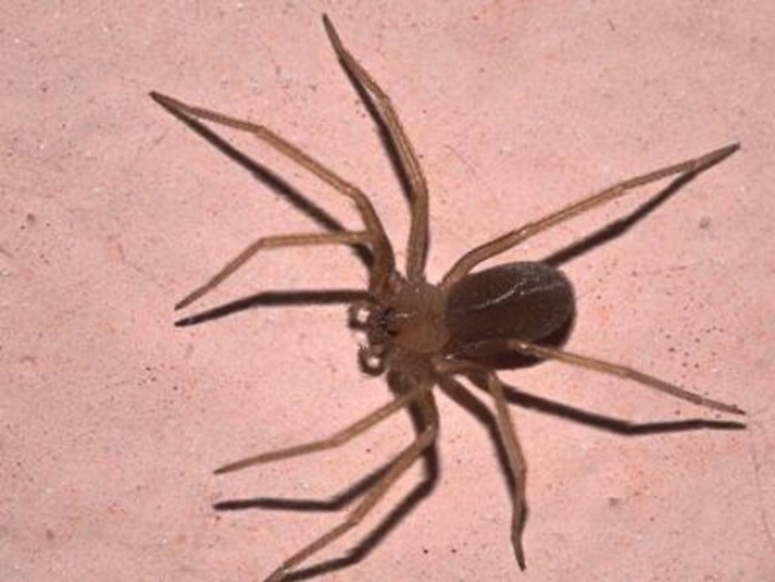 Salute: morso da ragno violino? Ecco cosa fare