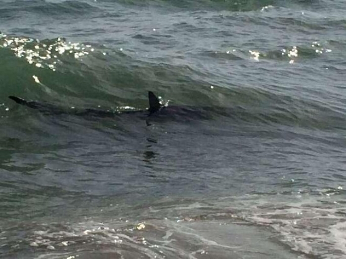 Surfista ucciso da uno squalo a Reunion