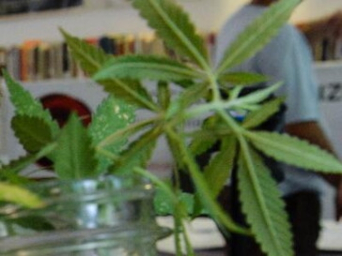 Cannabis: a Padova distributore automatico di 'light', Regione insorge